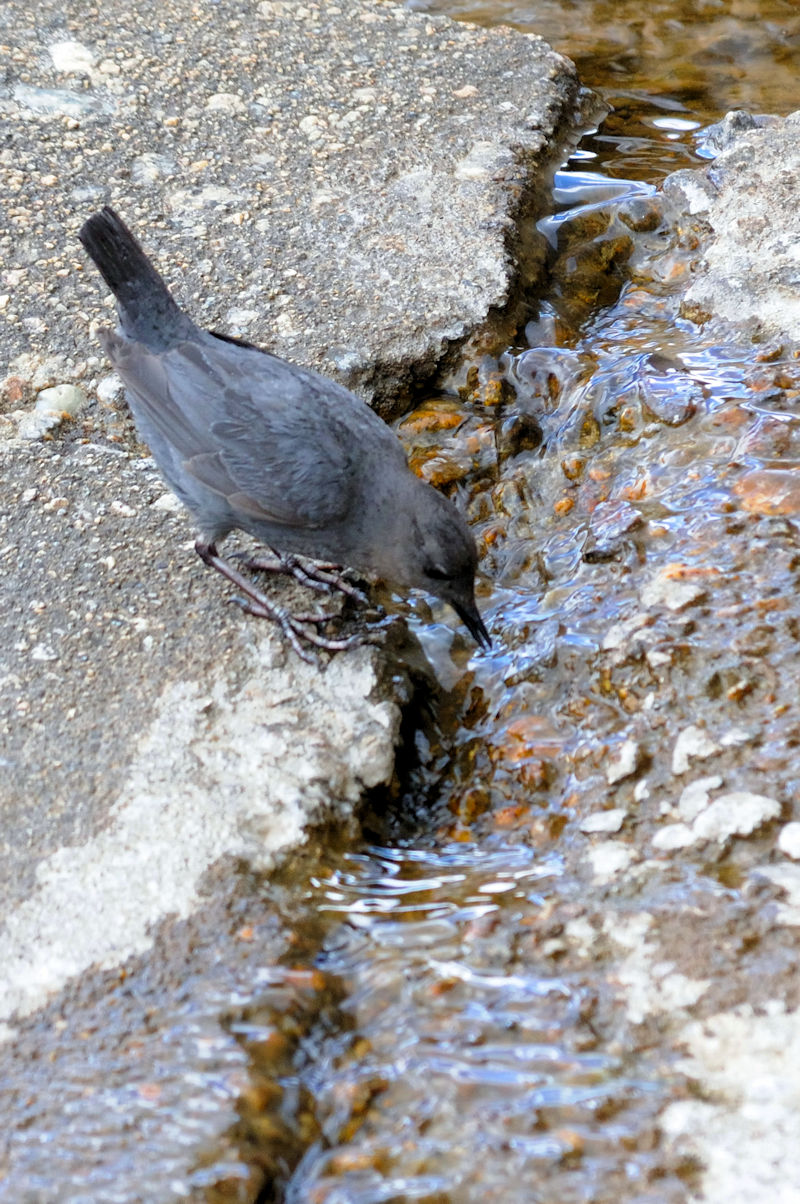 メキシコカワガラス 成鳥 （６態-5）　グランドレイク　コロラド州　米国　Grand Lake, Colorado, America　2013/06/30　Photo by Kohyuh