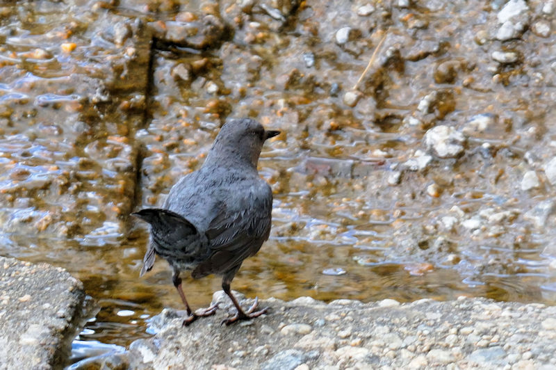 メキシコカワガラス 成鳥 （６態-6）　グランドレイク　コロラド州　米国　Grand Lake, Colorado, America　2013/06/30　Photo by Kohyuh