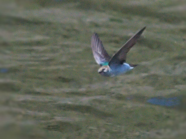  スミレミドリツバメ 成鳥　エステス湖　エステスパーク　コロラド州　米国　Lake Estes, Estes Park, Colorado, USA　2013/07/03　Photo by Kohyuh