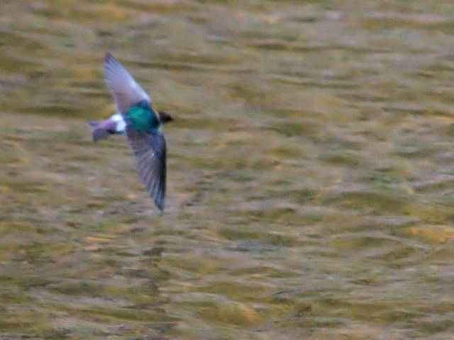  スミレミドリツバメ 成鳥　エステス湖　エステスパーク　コロラド州　米国　Lake Estes, Estes Park, Colorado, USA　2013/07/03　Photo by Kohyuh