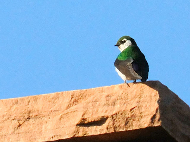 スミレミドリツバメ 成鳥　エステスパーク　コロラド州　米国　Estes Park, Colorado, USA　2013/07/03　Photo by Kohyuh