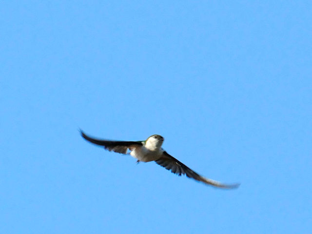 スミレミドリツバメ 成鳥　エステスパーク　コロラド州　米国　Estes Park, Colorado, USA　2013/07/03　Photo by Kohyuh