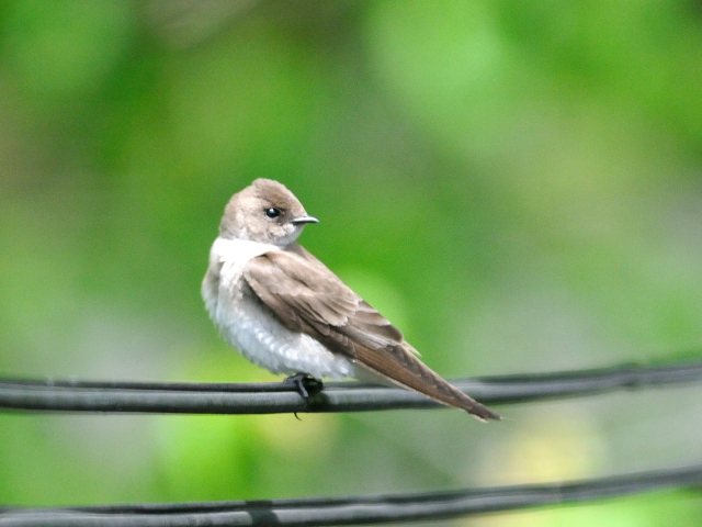 ① ミドリツバメ　若鳥　ガス・エドソン公園　スタンフォード　コネチカット州　米国　Gus Edoson Park, Stamford, CT, America　2013/05/14　Photo by Kohyuh