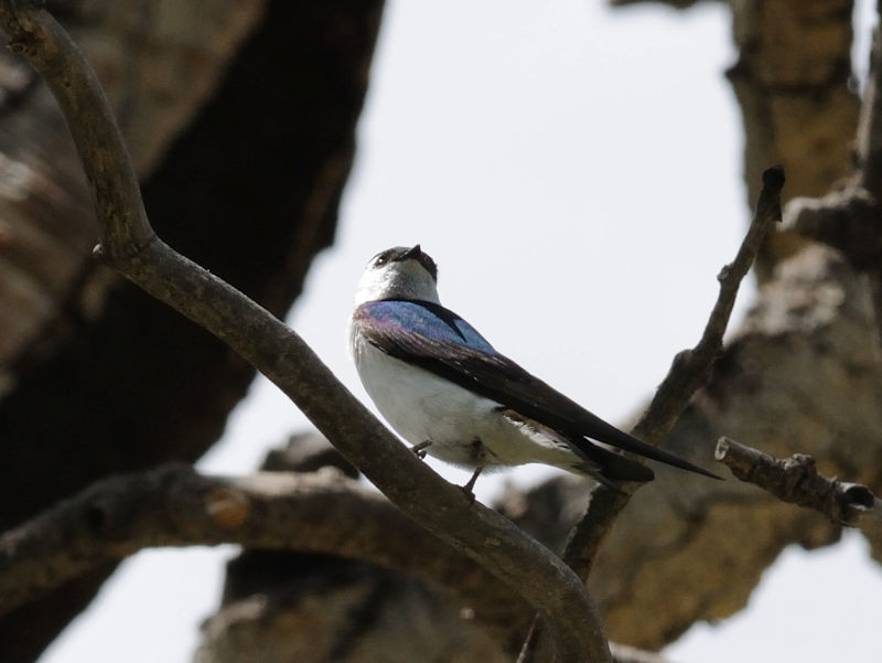 ミドリツバメ 成鳥　ロッキーマウンテン国立公園　米国　Rocky Mountain National Park, USA　2013/07/02 Photo by Kohyuh