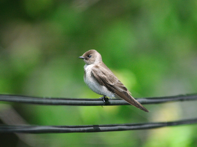 ② ミドリツバメ　若鳥　ガス・エドソン公園　スタンフォード　コネチカット州　米国　Gus Edoson Park, Stamford, CT, America　2013/05/14　Photo by Kohyuh