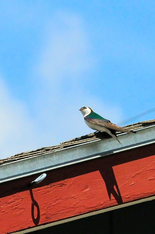 ミドリツバメ成鳥（２態-1）　グランドレイク　コロラド州　米国　Grand Lake, Colorado, CO, America　2013/06/30　Photo by Kohyuh