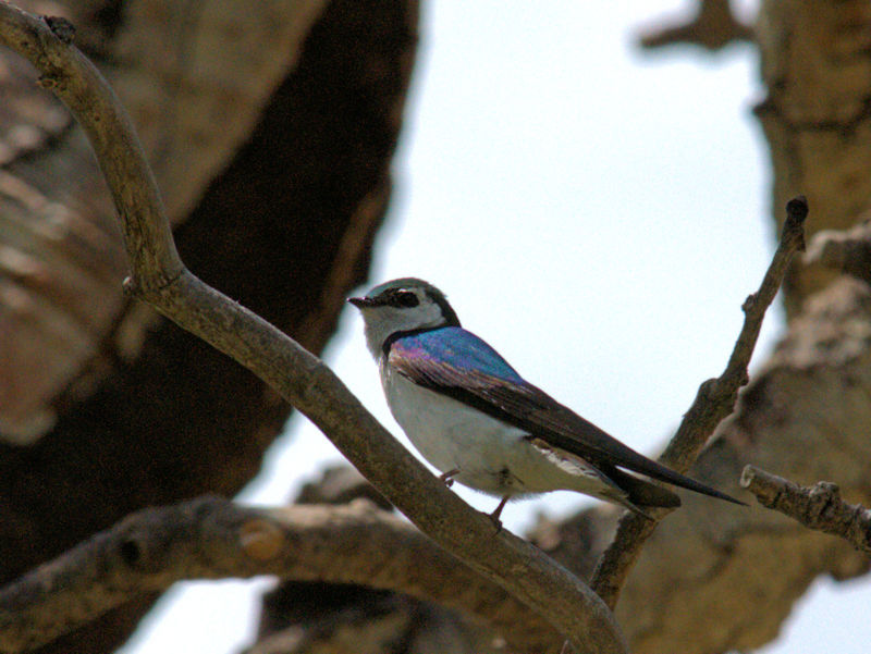 ミドリツバメ 成鳥　ロッキーマウンテン国立公園　米国　Rocky Mountain National Park, USA　2013/07/02 Photo by Kohyuh