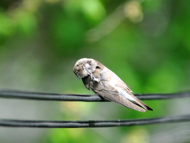 ③ ミドリツバメ　若鳥　ガス・エドソン公園　スタンフォード　コネチカット州　米国　Gus Edoson Park, Stamford, CT, America　2013/05/14　Photo by Kohyuh