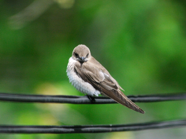 ④ ミドリツバメ　若鳥　ガス・エドソン公園　スタンフォード　コネチカット州　米国　Gus Edoson Park, Stamford, CT, America　2013/05/14　Photo by Kohyuh