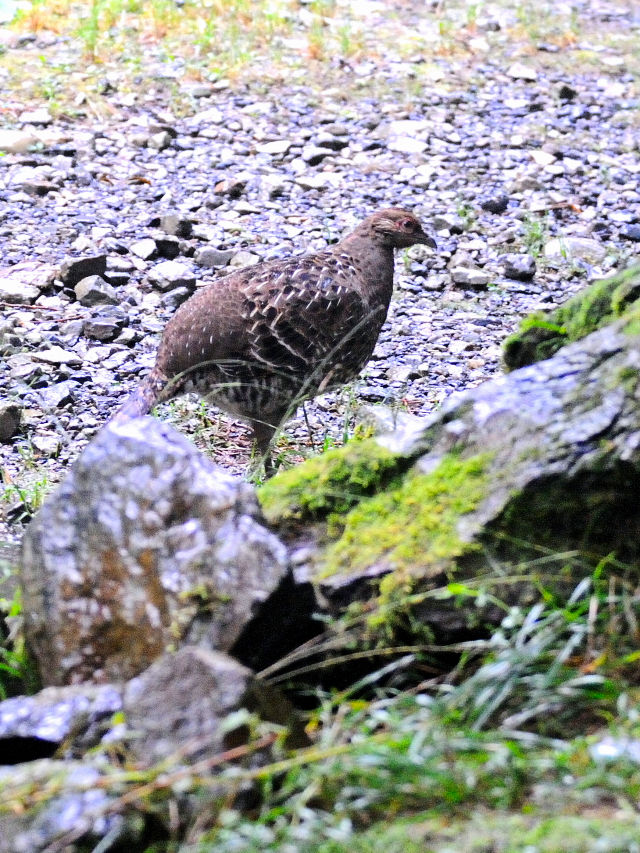 ミカドキジ　成鳥　（６態-4）　ミカドキジ・ポイント　大雪山国家森林遊楽区　台湾　mikadokizi_point,　Dasyueshan National Forest Recreation Area, Taiwan　2012/11/26　Photo by Kohyuh