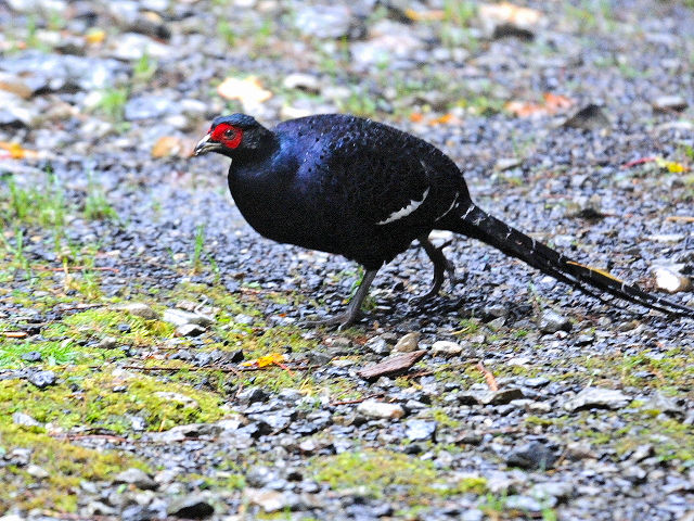 ミカドキジ　成鳥　（６態-5）　ミカドキジ・ポイント　大雪山国家森林遊楽区　台湾　mikadokizi_point,　Dasyueshan National Forest Recreation Area, Taiwan　2012/11/26　Photo by Kohyuh