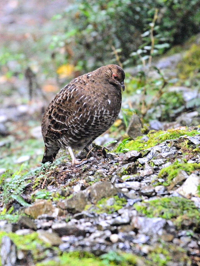 ミカドキジ　成鳥　（６態-6）　ミカドキジ・ポイント　大雪山国家森林遊楽区　台湾　mikadokizi_point,　Dasyueshan National Forest Recreation Area, Taiwan　2012/11/26　Photo by Kohyuh