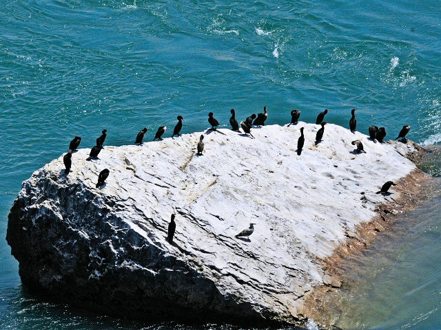 ミミヒメウの群れ　成鳥　ナイアガラの滝　オンタリオ州　カナダ　Niagara Falls, Ontario, Canada　2013/05/21　Photo by Kohyuh