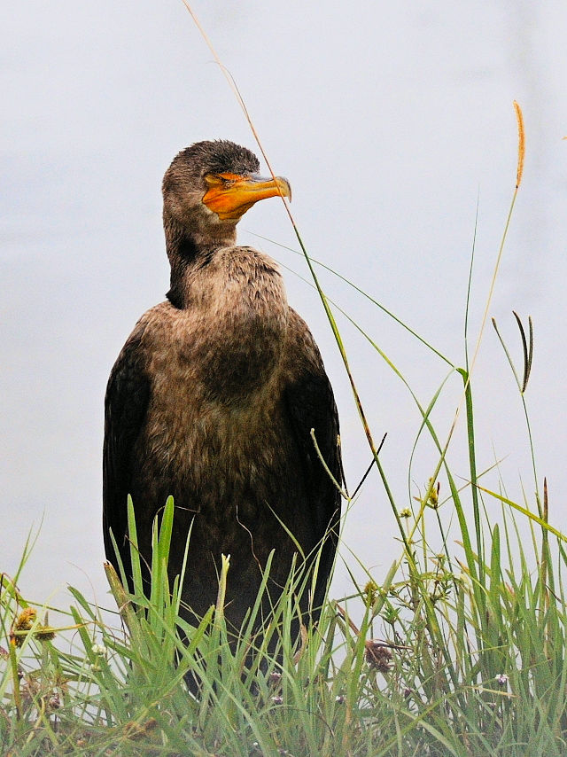 ミミヒメウ　マイアミ近郊　フロリダ　米国　near by Miami, Florida, USA　2013/06/05　Photo by Kohyuh