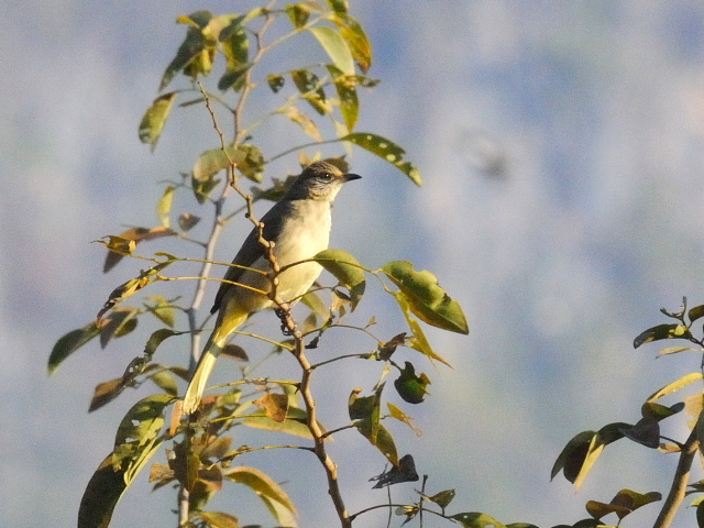 ① ミミジロヒヨドリ　成鳥　カオヤイ国立公園　タイ　Khao Yai National Park, Thailand　2014/01/28　Photo by Kohyuh