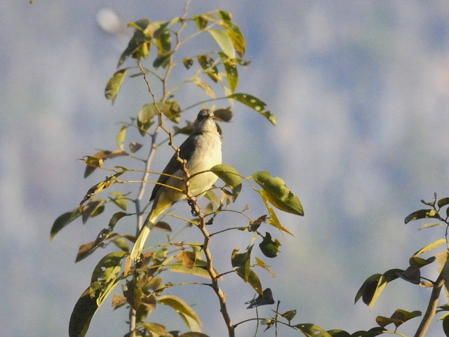 ② ミミジロヒヨドリ　成鳥　カオヤイ国立公園　タイ　Khao Yai National Park, Thailand　2014/01/28　Photo by Kohyuh