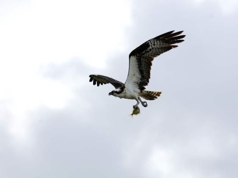 ミサゴ　（７態-1）　メリット島国立野生動物保護区　メリット島　フロリダ　米国　Merritt Island National Wildlife Refuge　Merritt Island, Atlantic coast of Florida, USA　2013/06/02　Photo by Kohyuh