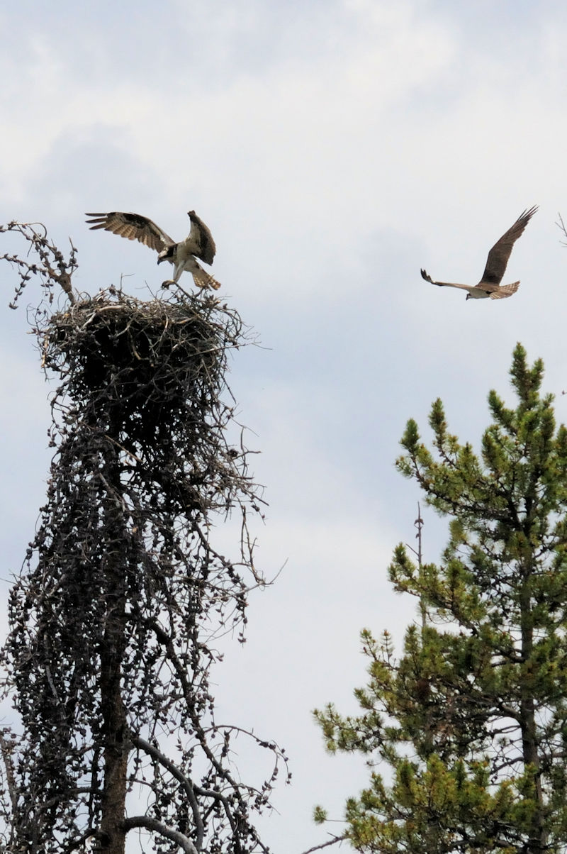 ミサゴ成鳥（２態-1）　グランドレイク　コロラド州　米国　Grand Lake, Colorado, America　2013/06/30　Photo by Kohyuh