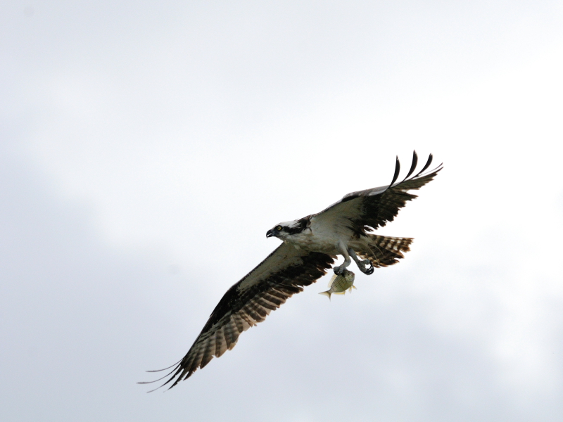 ミサゴ　（７態-2）　メリット島国立野生動物保護区　メリット島　フロリダ　米国　Merritt Island National Wildlife Refuge　Merritt Island, Atlantic coast of Florida, USA　2013/06/02　Photo by Kohyuh