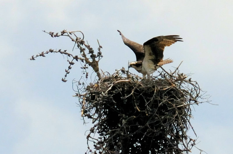 ミサゴ成鳥（２態-2）　グランドレイク　コロラド州　米国　Grand Lake, Colorado, America　2013/06/30　Photo by Kohyuh