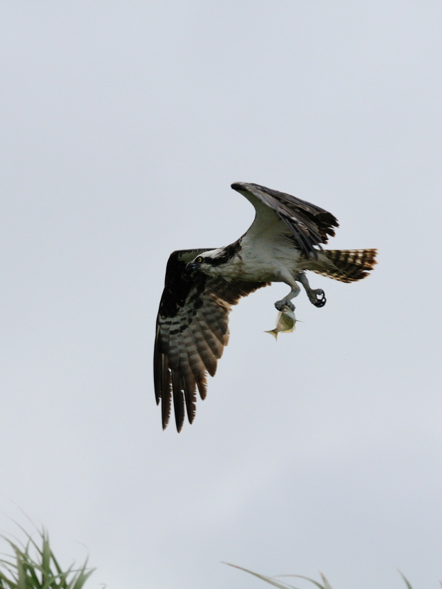 ミサゴ　（７態-3）　メリット島国立野生動物保護区　メリット島　フロリダ　米国　Merritt Island National Wildlife Refuge　Merritt Island, Atlantic coast of Florida, USA　2013/06/02　Photo by Kohyuh