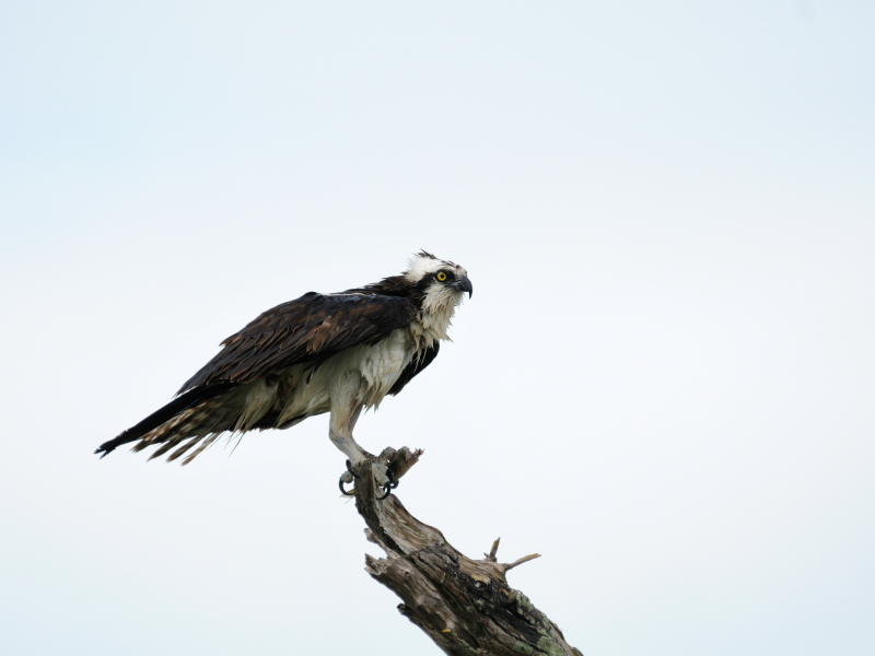 ミサゴ　（７態-4）　メリット島国立野生動物保護区　メリット島　フロリダ　米国　Merritt Island National Wildlife Refuge　Merritt Island, Atlantic coast of Florida, USA　2013/06/02　Photo by Kohyuh