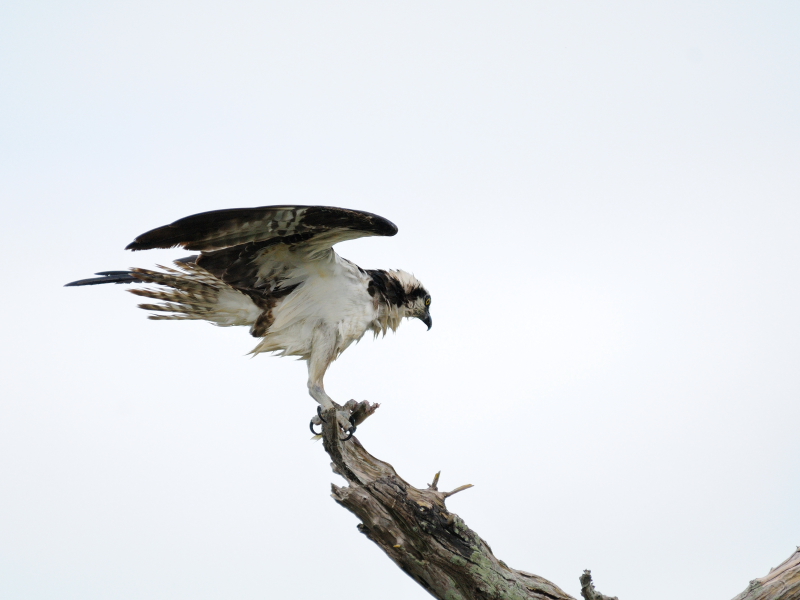 ミサゴ　（７態-5）　メリット島国立野生動物保護区　メリット島　フロリダ　米国　Merritt Island National Wildlife Refuge　Merritt Island, Atlantic coast of Florida, USA　2013/06/02　Photo by Kohyuh