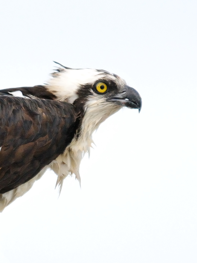 ミサゴ　（７態-6）　メリット島国立野生動物保護区　メリット島　フロリダ　米国　Merritt Island National Wildlife Refuge　Merritt Island, Atlantic coast of Florida, USA　2013/06/02　Photo by Kohyuh