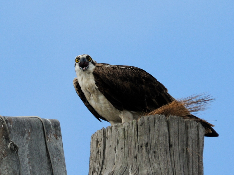 ミサゴ　（７態-7）　メリット島国立野生動物保護区　メリット島　フロリダ　米国　Merritt Island National Wildlife Refuge　Merritt Island, Atlantic coast of Florida, USA　2013/06/02　Photo by Kohyuh