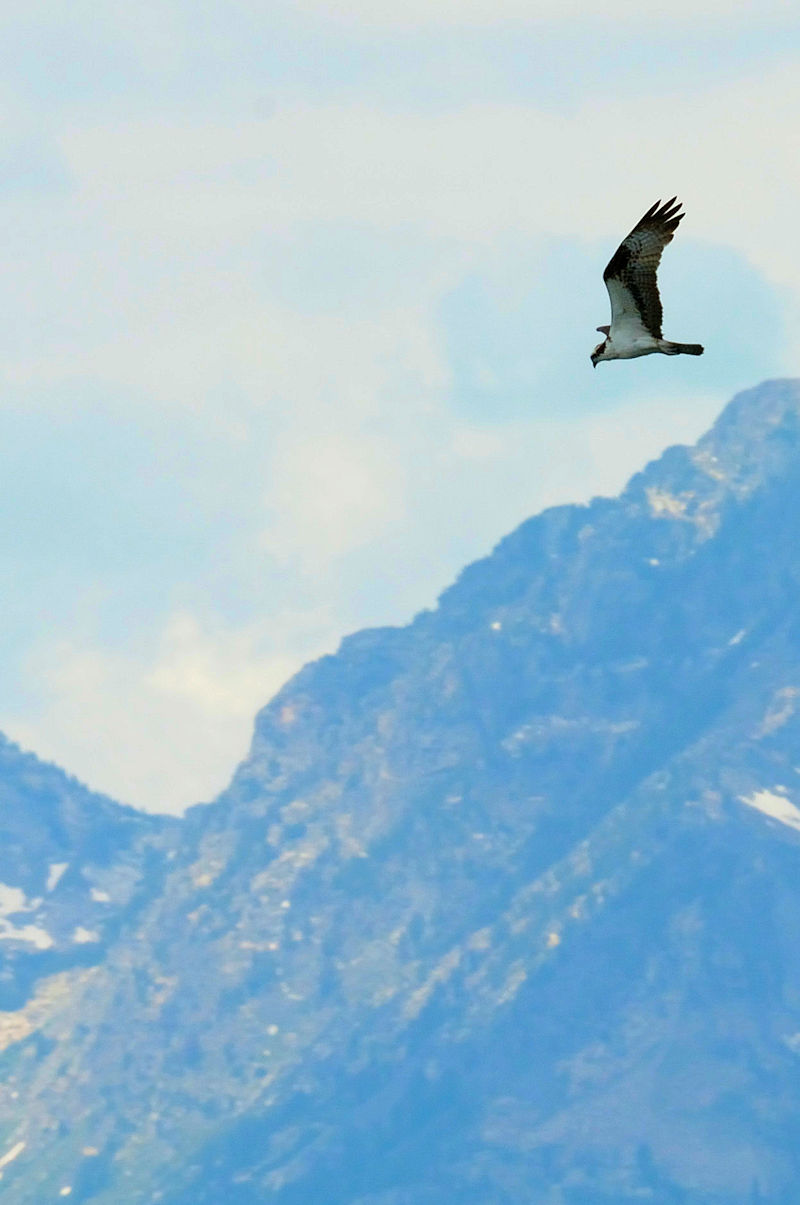 ミサゴ　成鳥　ジャクソン湖　グランドティトン国立公園　ワイオミング州　米国　Jackson Lake, Grand Teton National Park, Wyoming, America　2013/07/05　Photo by Kohyuh