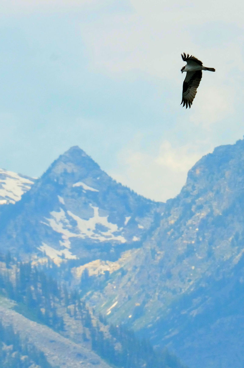 ミサゴ　成鳥　ジャクソン湖　グランドティトン国立公園　ワイオミング州　米国　Jackson Lake, Grand Teton National Park, Wyoming, America　2013/07/05　Photo by Kohyuh