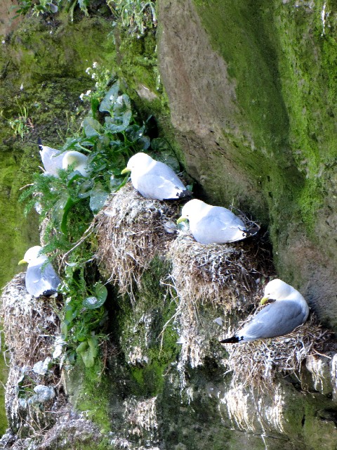 A  ~crJ@@ĉH@XPbOE}CP@ACh@Skellig Michael, Ireland@2009/06/04@Photo by Kohyuh