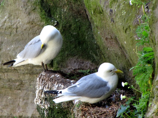 @  ~crJ@@ĉH@XPbOE}CP@ACh@Skellig Michael, Ireland@2009/06/04@Photo by Kohyuh