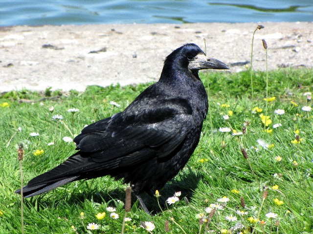 A ~}KX@@EFbNXtH[h쒹ی@ACh@Wexford Wildfowl Reserve, Ireland@2009/06/01@Photo by Kohyuh