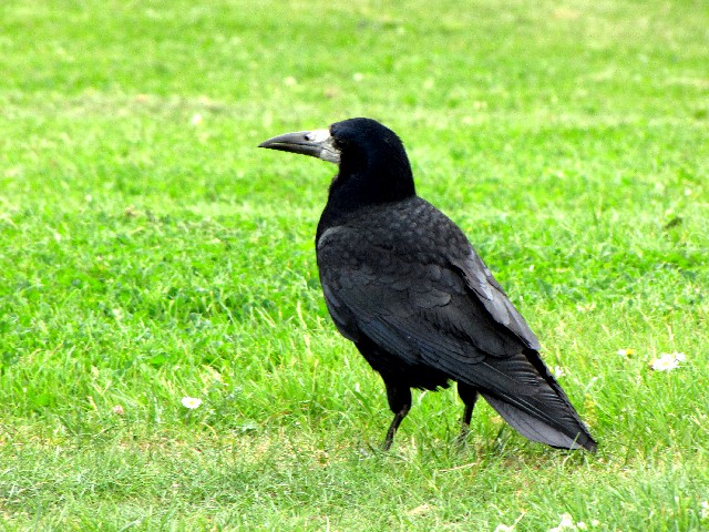 @ ~}KX@@}bNXEK[fY@L[j[@ACh@Muckross Gurdens, Killarney National Park, Ireland@2009/06/03@Photo by Kohyuh