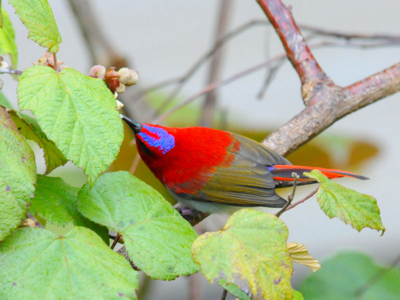 ミヤマタイヨウチョウ♂　成鳥（６態）　キナバルパーク　サバ州　マレーシア　Kinabalu Park, Sabah, Malaysia　2018/02/15　Photo by Kohyuh