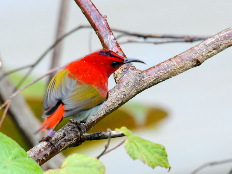 ミヤマタイヨウチョウ♂　成鳥（６態）　キナバルパーク　サバ州　マレーシア　Kinabalu Park, Sabah, Malaysia　2018/02/15　Photo by Kohyuh