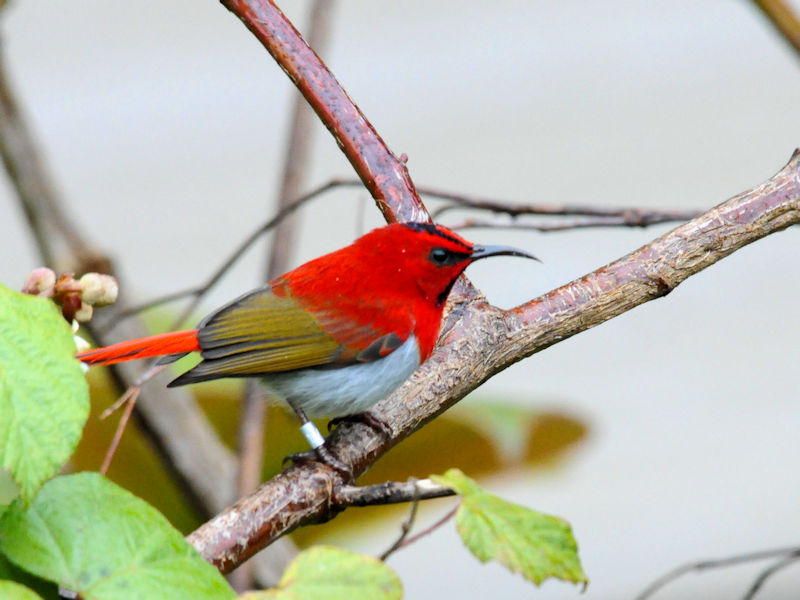 ミヤマタイヨウチョウ♂　成鳥（６態）　キナバルパーク　サバ州　マレーシア　Kinabalu Park, Sabah, Malaysia　2018/02/15　Photo by Kohyuh