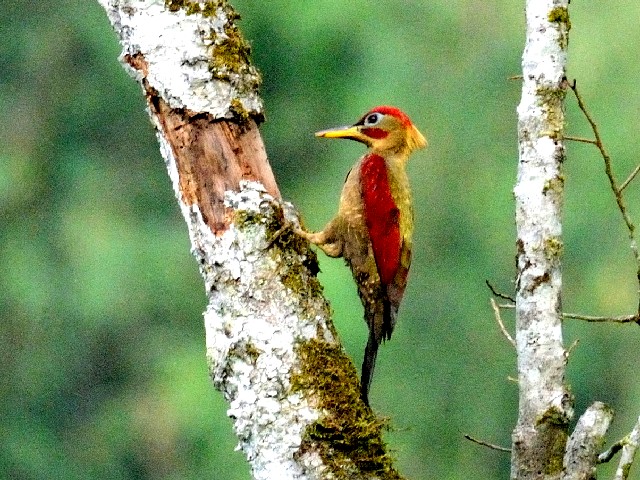 ① モリアオゲラ ♂　成鳥　ジャンダ・バイク　マレーシア　Janda Baik, Malaysia　　2010/05/26　Photo by Kohyuh