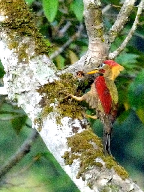 ③ モリアオゲラ ♂　成鳥　ジャンダ・バイク　マレーシア　Janda Baik, Malaysia　　2010/05/26　Photo by Kohyuh