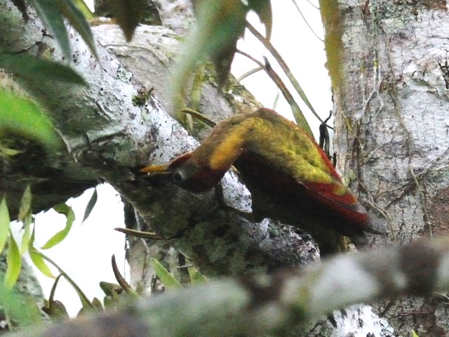 ④ モリアオゲラ ♂　成鳥　ジャンダ・バイク　マレーシア　Janda Baik, Malaysia　　2010/05/26　Photo by Kohyuh