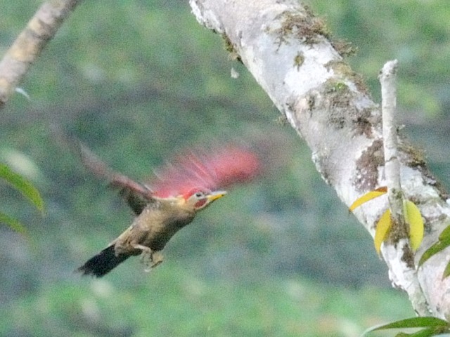 ② モリアオゲラ ♂　成鳥　ジャンダ・バイク　マレーシア　Janda Baik, Malaysia　　2010/05/26　Photo by Kohyuh