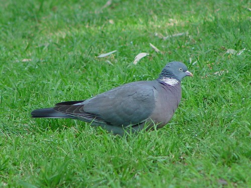 @ og@@@feB[@}hbh@XyC@Parque del Retiro, Madrid, Spain@2005/04/19@Photo by Kohyuh