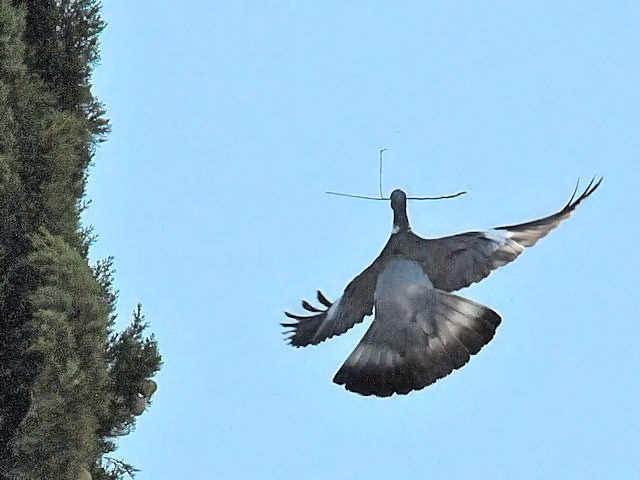 モリバト成鳥（３態-1）　サラマンカ　スペイン　Salamanca, Spain　2018/06/21　Photo by Kohyuh