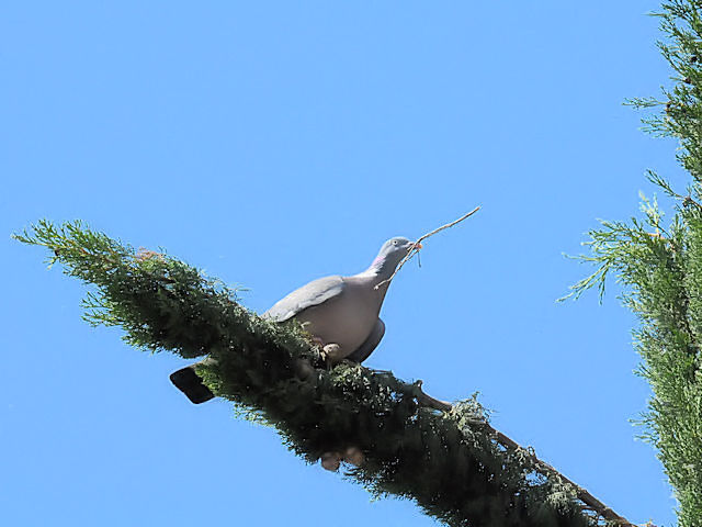 モリバト成鳥（３態-2）　サラマンカ　スペイン　Salamanca, Spain　2018/06/21　Photo by Kohyuh