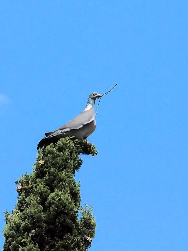 モリバト成鳥（３態-3）　サラマンカ　スペイン　Salamanca, Spain　2018/06/21　Photo by Kohyuh