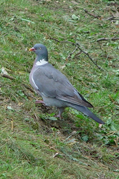 A og@@@@Zk̐X@tX@Bois de Vincennes, France@2004/04/20@Photo by Kohyuh