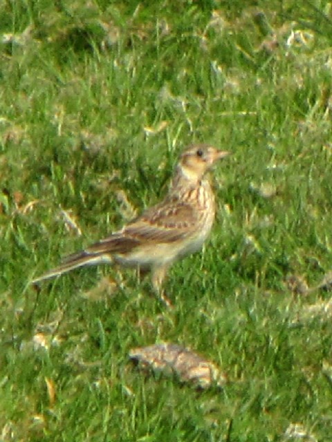 ① モリヒバリ　成鳥　バレンシア島　アイルランド　Valencia Island, Ireland　2009/06/04　Photo by Kohyuh