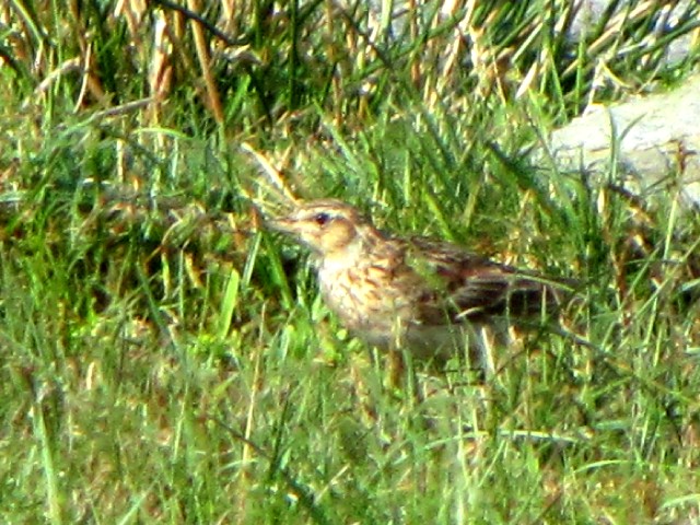 ② モリヒバリ　成鳥　バレンシア島　アイルランド　Valencia Island, Ireland　2009/06/04　Photo by Kohyuh