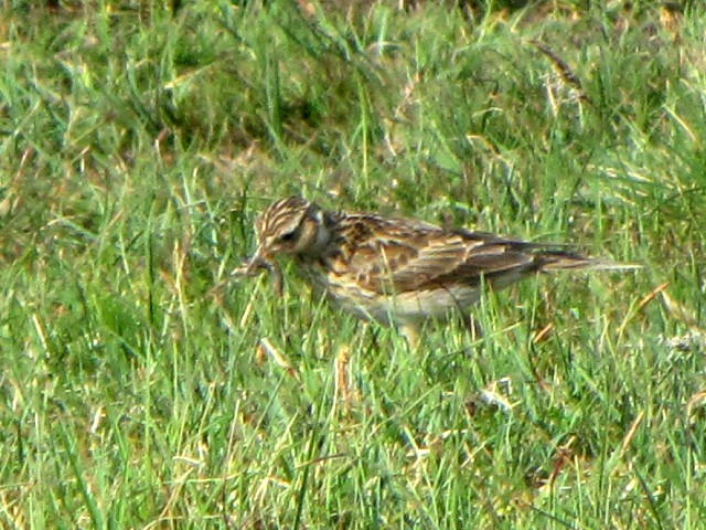 ③ モリヒバリ　成鳥　バレンシア島　アイルランド　Valencia Island, Ireland　2009/06/04　Photo by Kohyuh